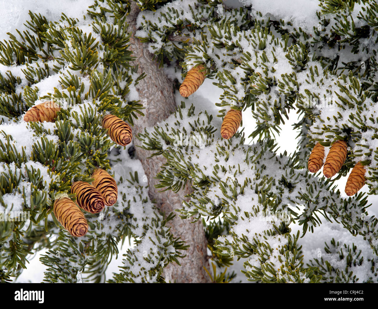 Close of of Western Hemlock branches and cones after snowfall. Mt. Rainier National Park, Washington Stock Photo