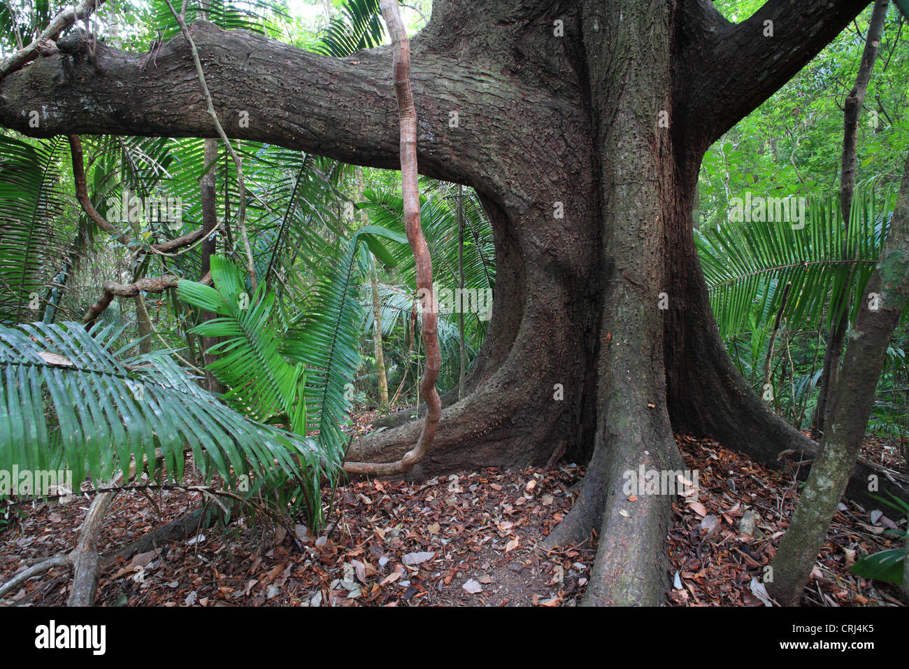 Spiny Cedar Tree (Bombacopsis quinata) in Cabo Blanco Nature Reserve Stock  Photo - Alamy