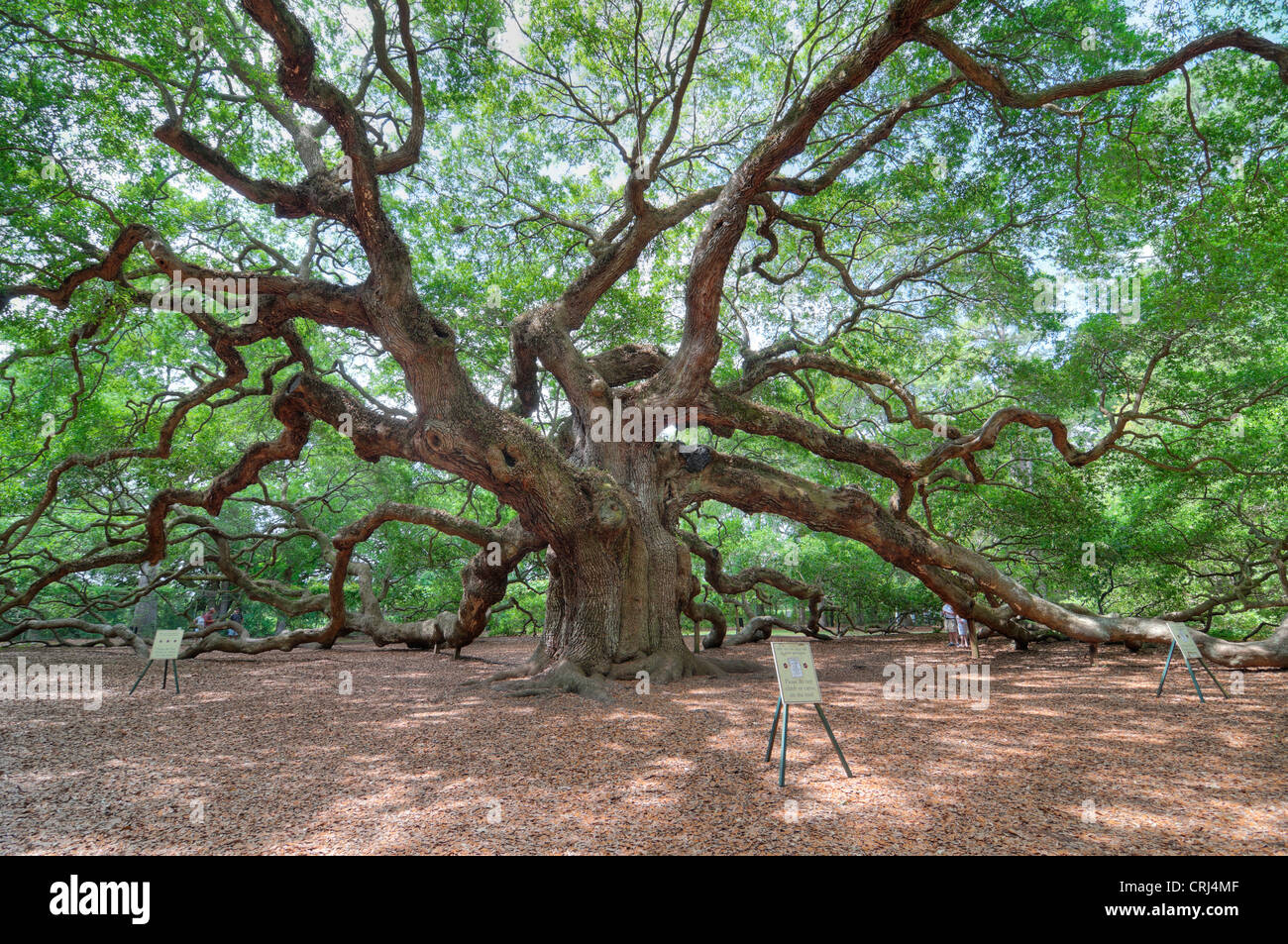 Angel Oak in Charleston SC is a live oak said to be the oldest living