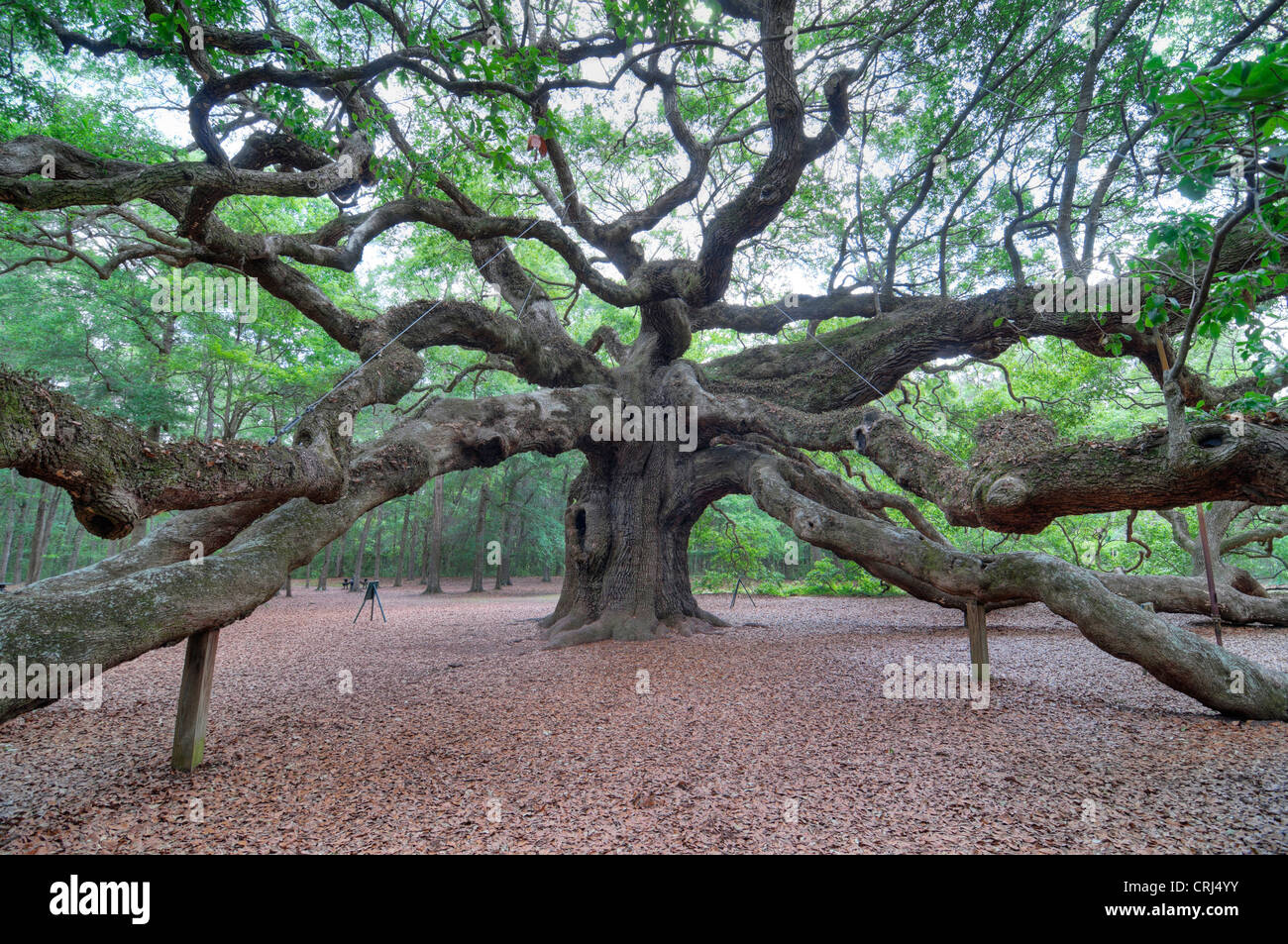 Angel Oak in Charleston SC is a live oak said to be the oldest living organism east of the Mississippi River. Stock Photo
