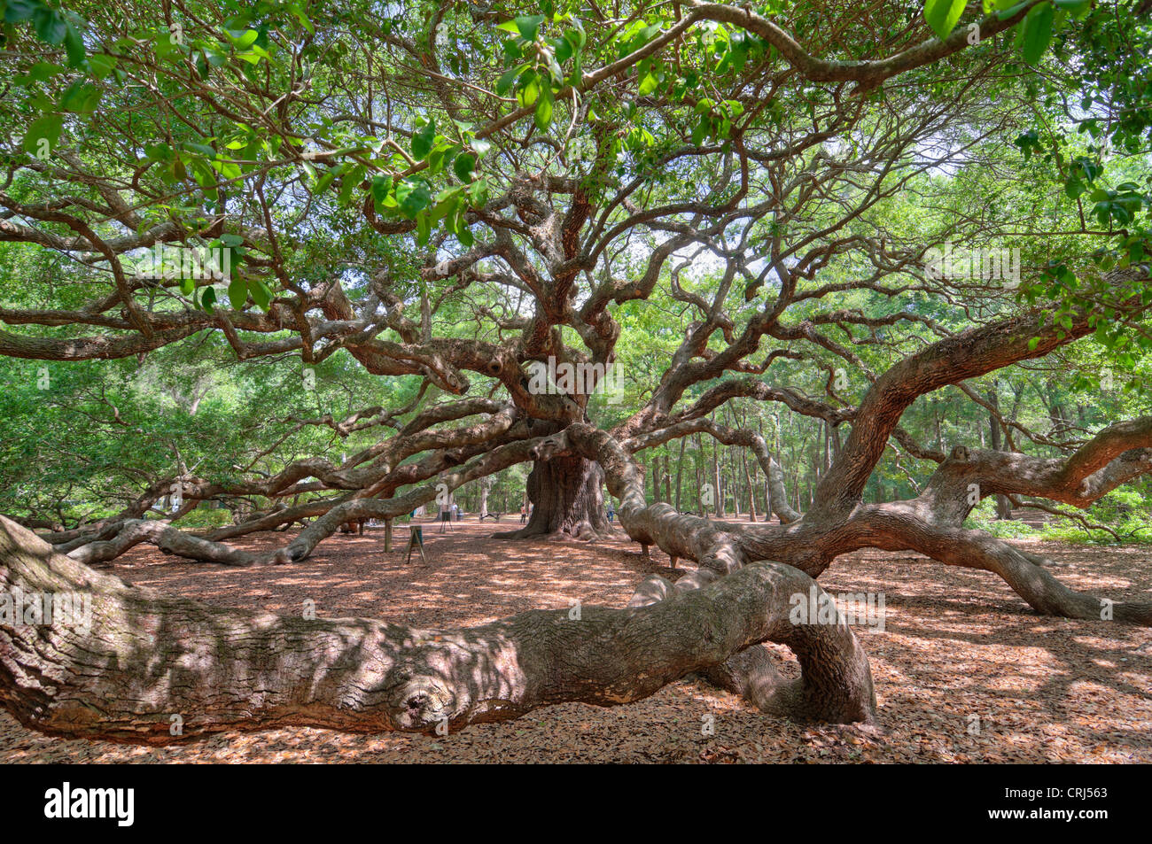 Angel Oak in Charleston SC is a live oak said to be the oldest living organism east of the Mississippi River. Stock Photo