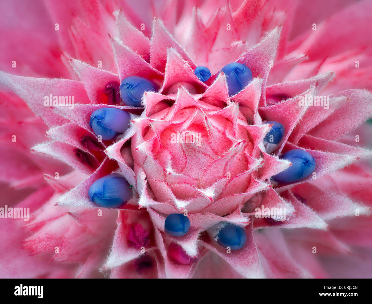 Close up of Bromeliad. Oregon Stock Photo