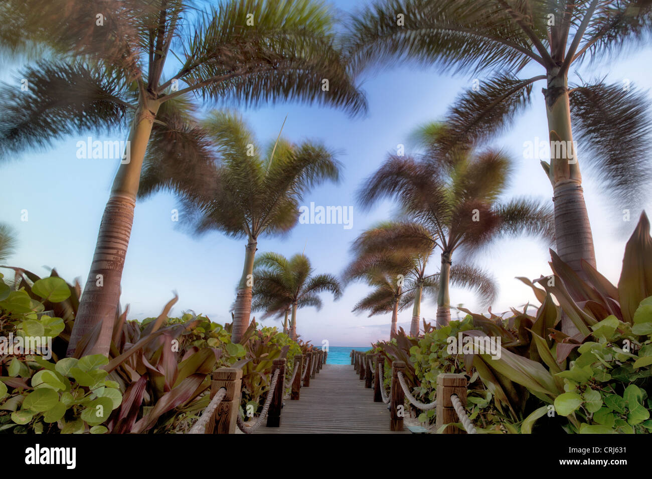 Pathway and palm trees blowing in breeze. Providenciales. Turks and Caicos. Stock Photo