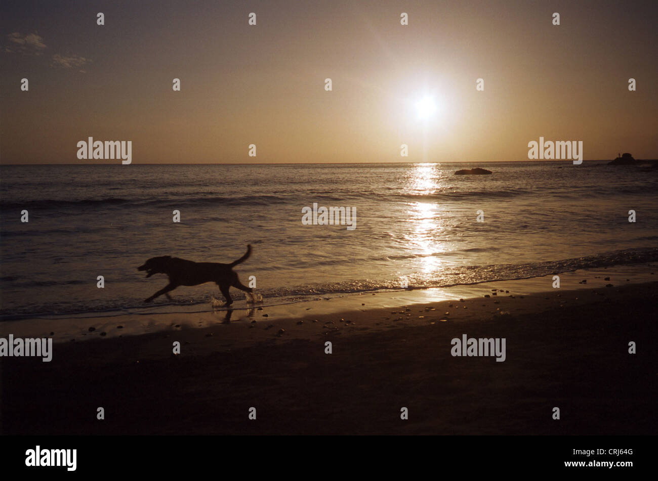 A dog on the beach in front of the setting sun Stock Photo