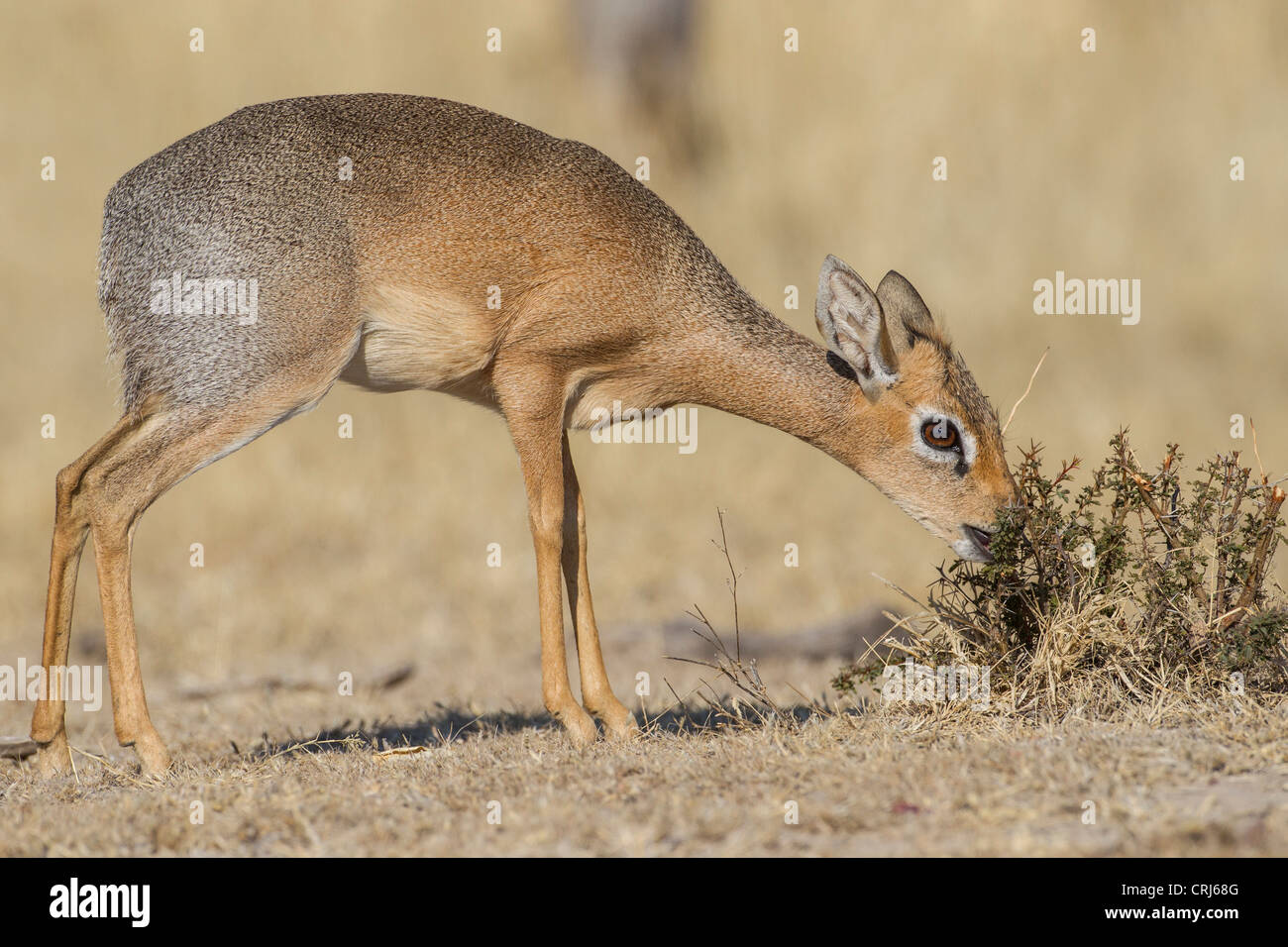 kirk-s-dik-dik-madoqua-kirki-in-the-etosha-national-park-namibia