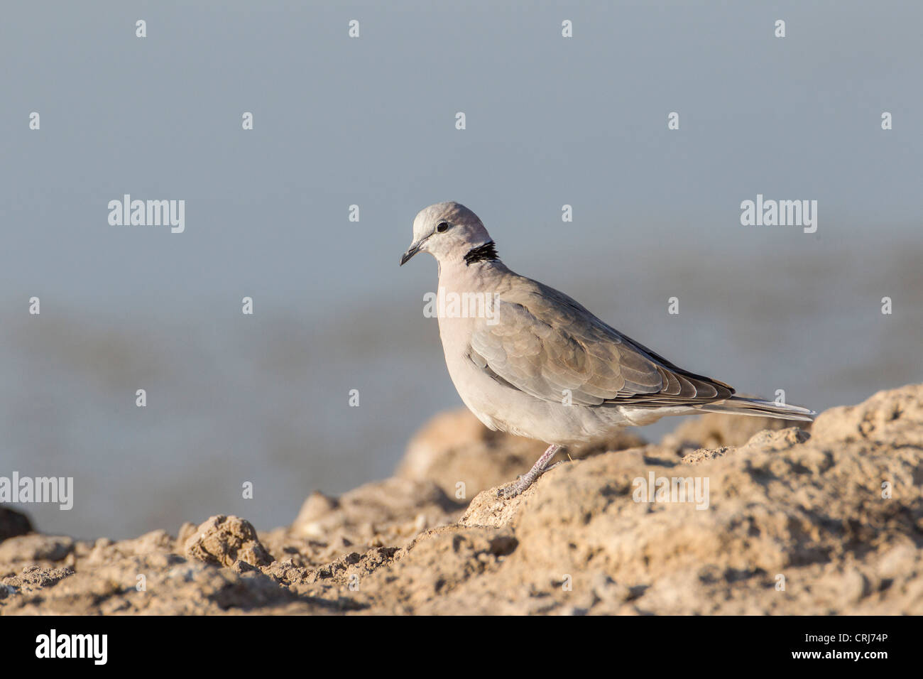 Cape turtle dove (Streptopelia capicola) in the Etosha National Park ...