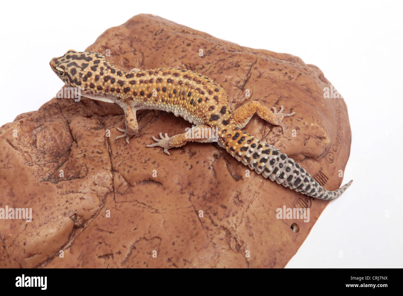 Leopard Gecko on a stone background Stock Photo