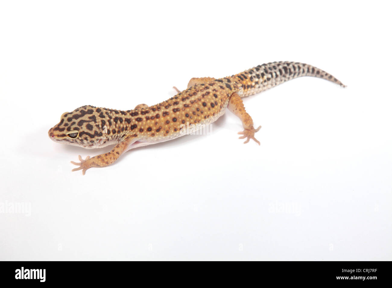 Leopard Gecko on a cut out background Stock Photo - Alamy