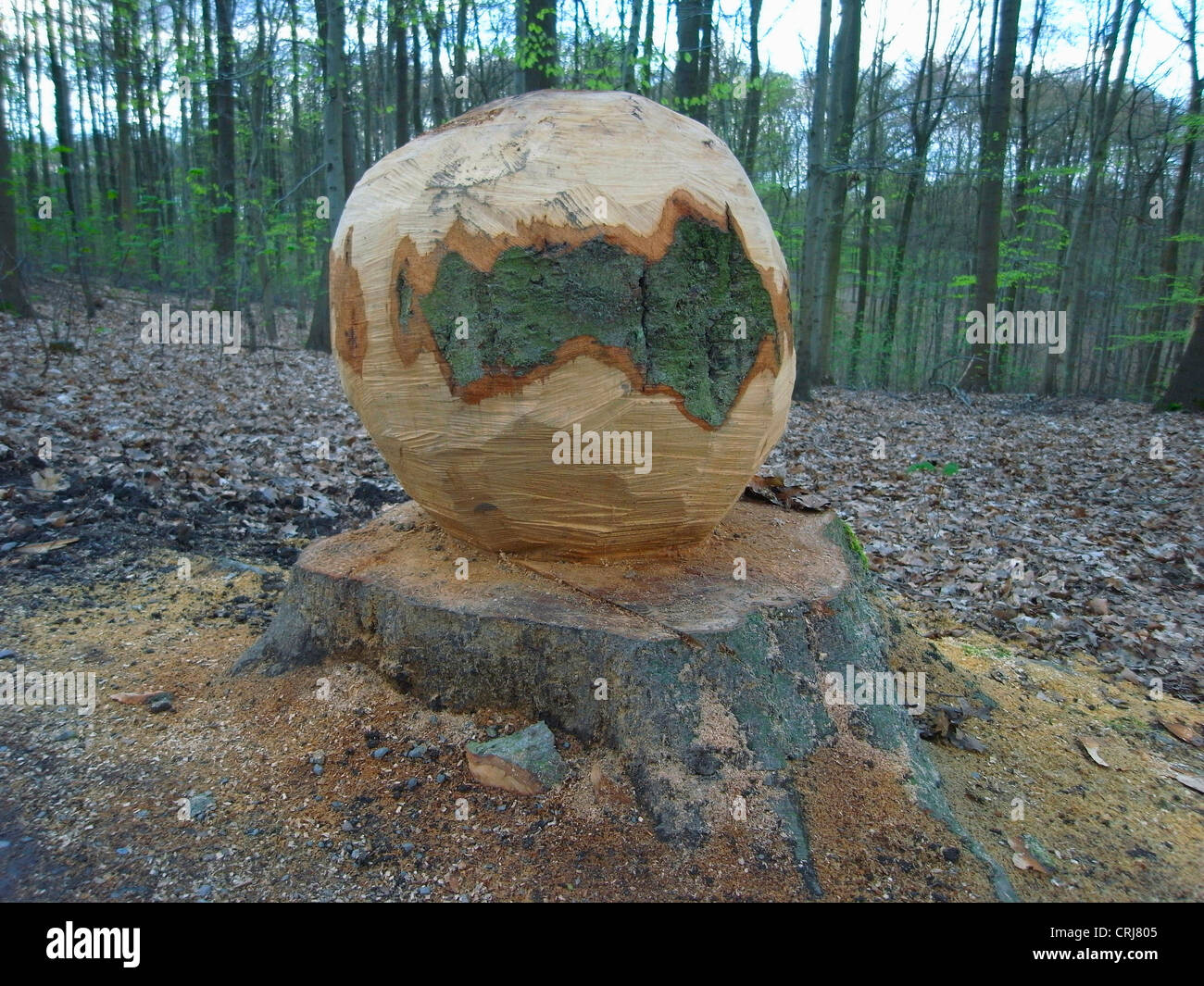 big ball carved from a tree stub still rooted in the forest ground Stock Photo