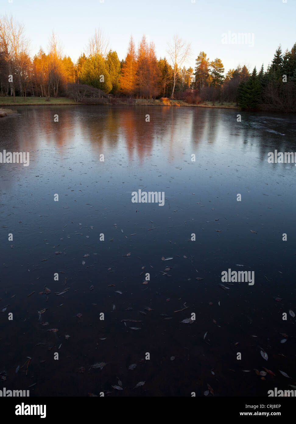 Skim the trees hi-res stock photography and images - Alamy