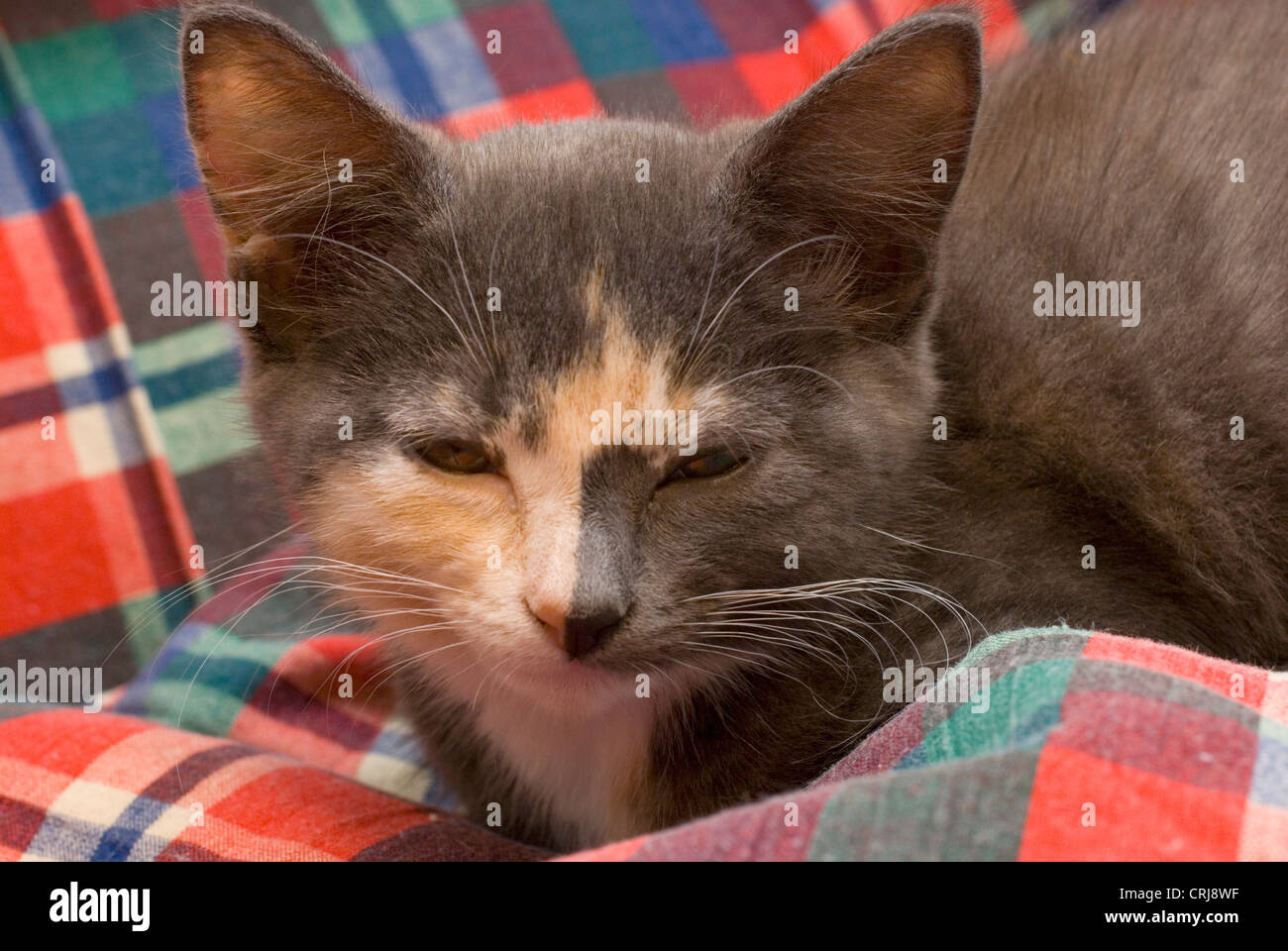 grey and ginger kittens