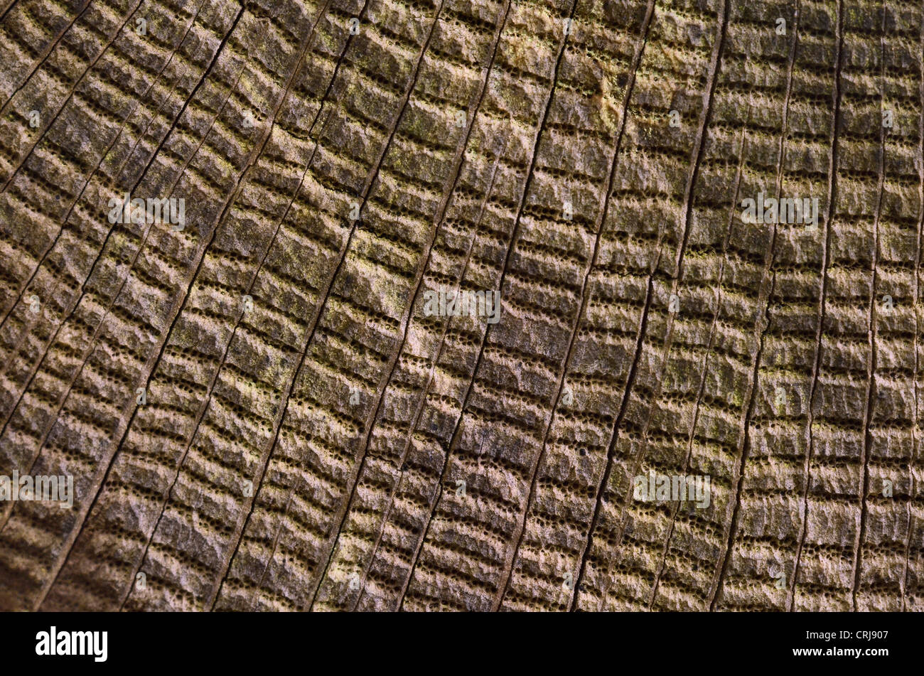 Close detail of weathered tree trunk, showing radial arrangement of decayed xylem / phloem channels. Stock Photo