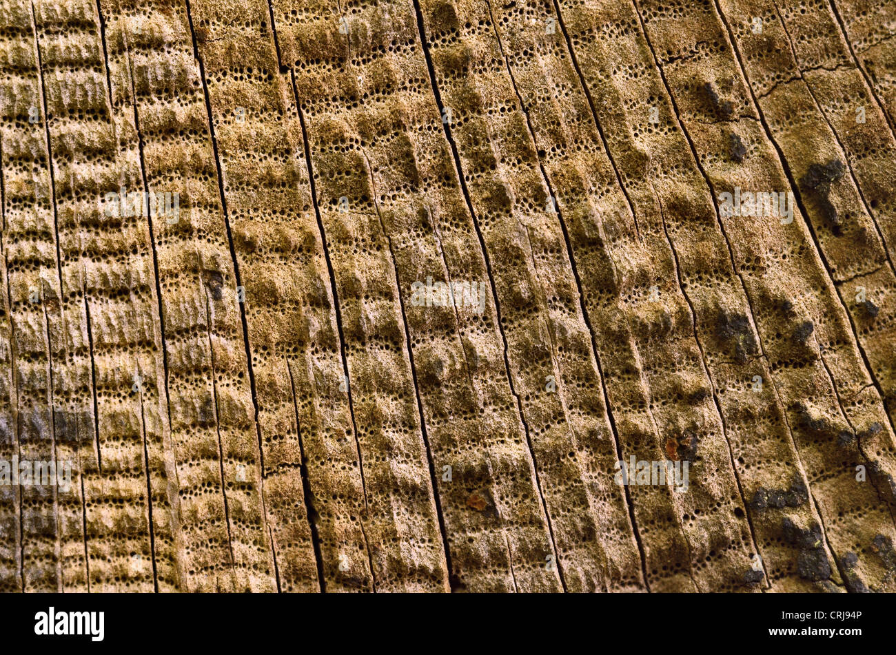 Close detail of weathered tree trunk, showing radial arrangement of decayed xylem / phloem channels, medullary rays, shapes in nature, tree trunk ring Stock Photo