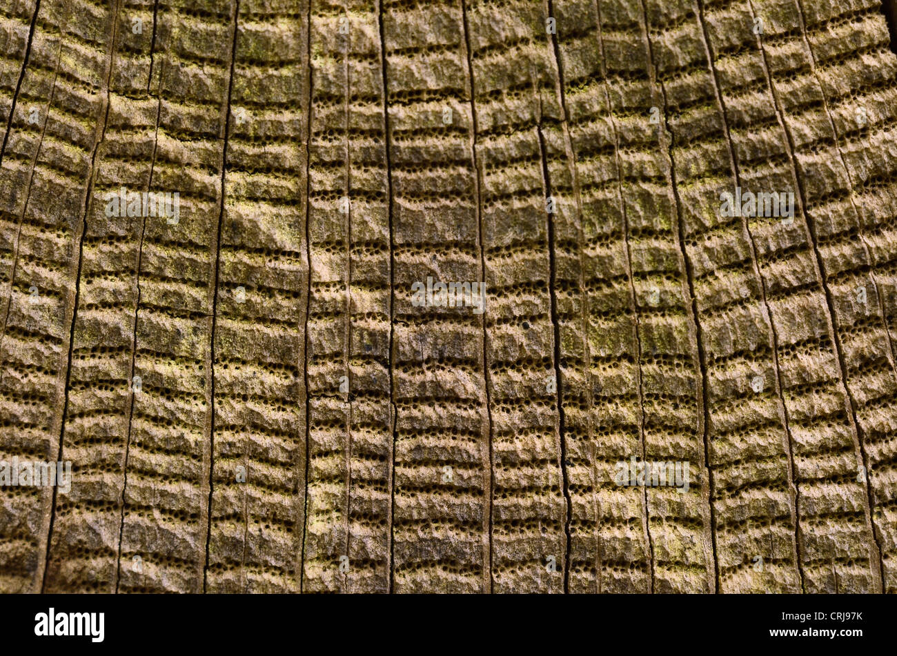 Close detail of weathered tree trunk, showing radial arrangement of decayed xylem / phloem channels, medullary rays, shapes in nature, tree trunk ring Stock Photo