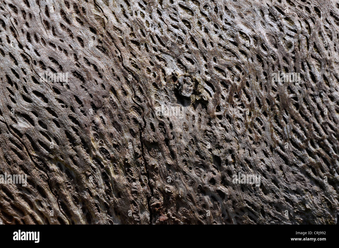 Close detail of weathered tree trunk. Stock Photo