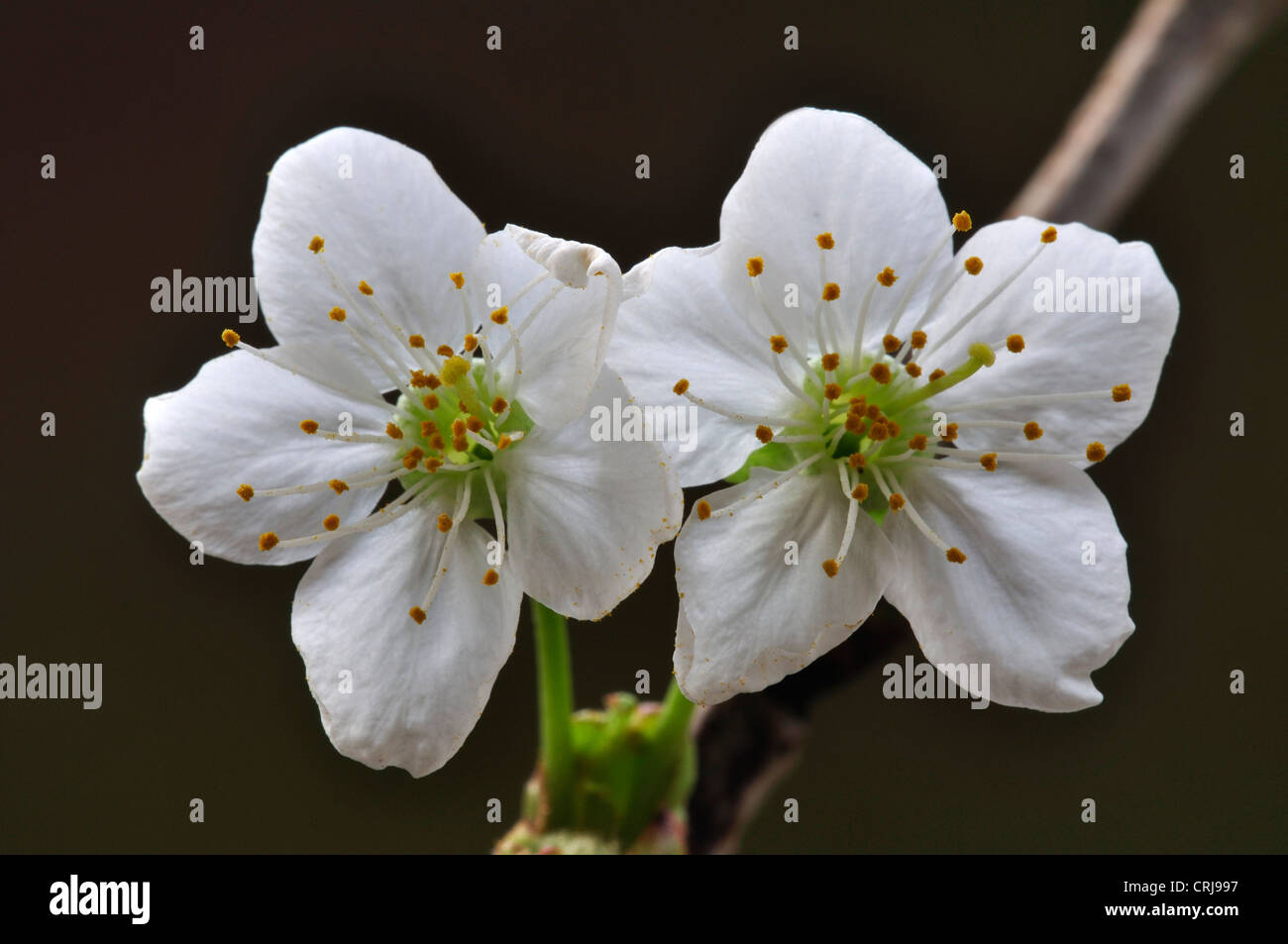 wild cherry prunus avium blossom Stock Photo