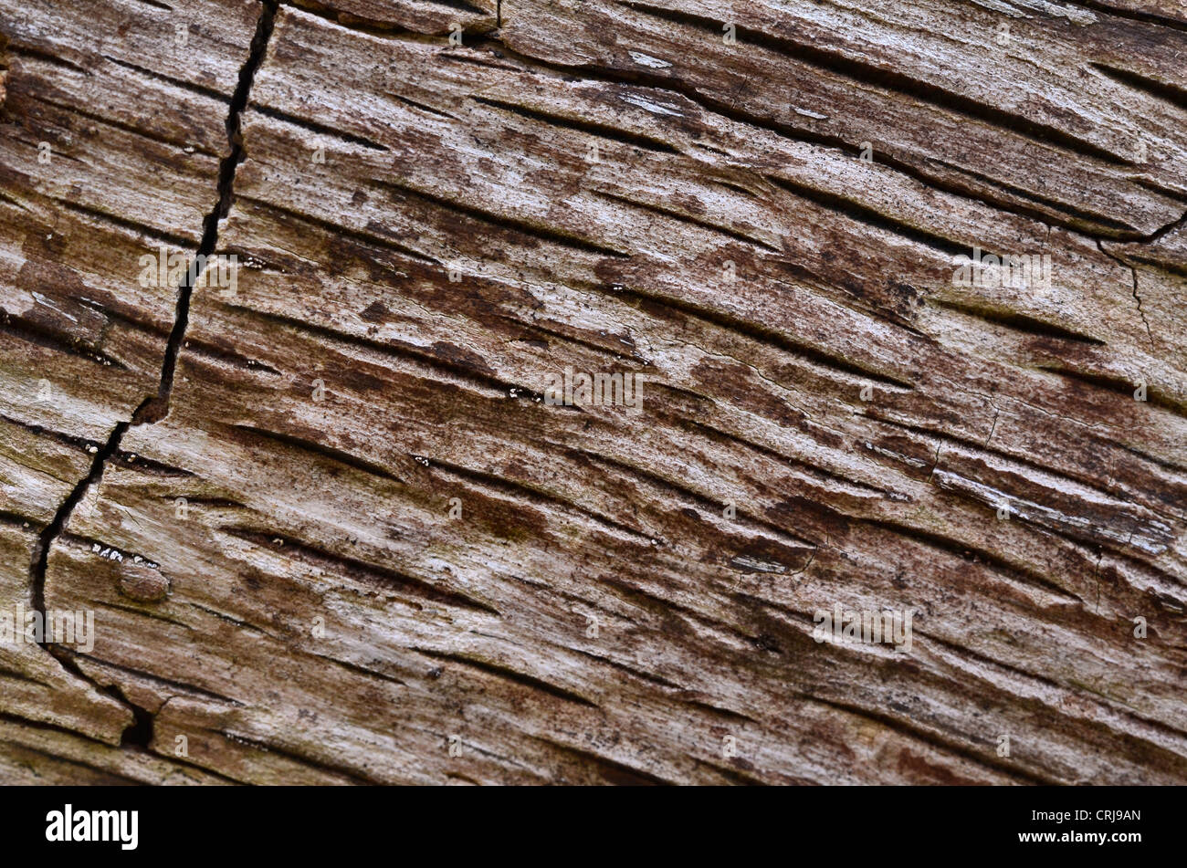 Close detail of weathered tree trunk. Split tree trunk, old wood texture. Stock Photo