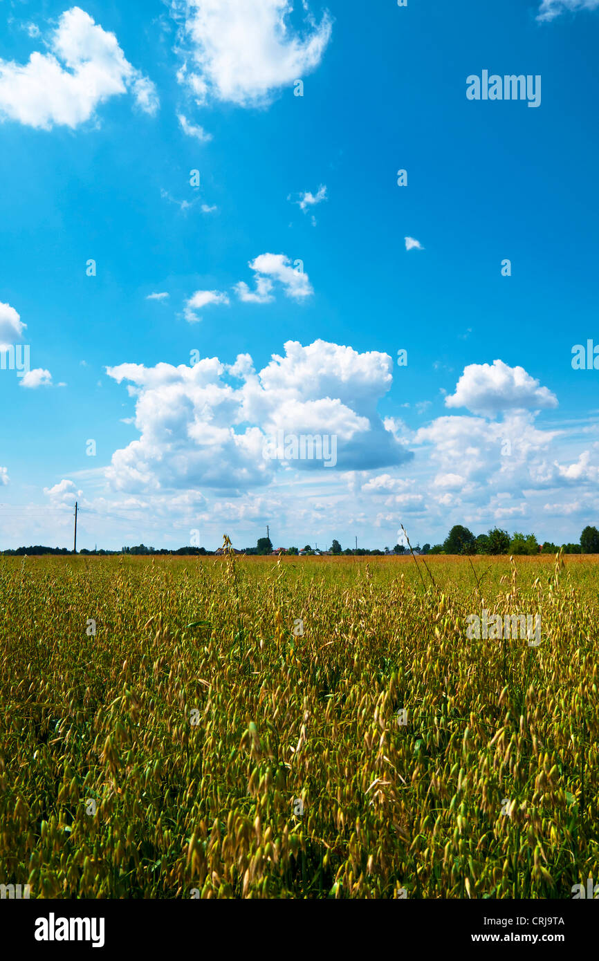 Grain field trees blue hi-res stock photography and images - Alamy