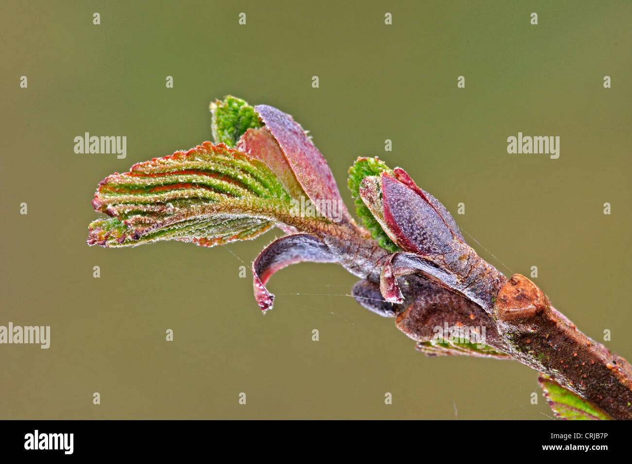 A leaf bud of common alder in spring UK Stock Photo