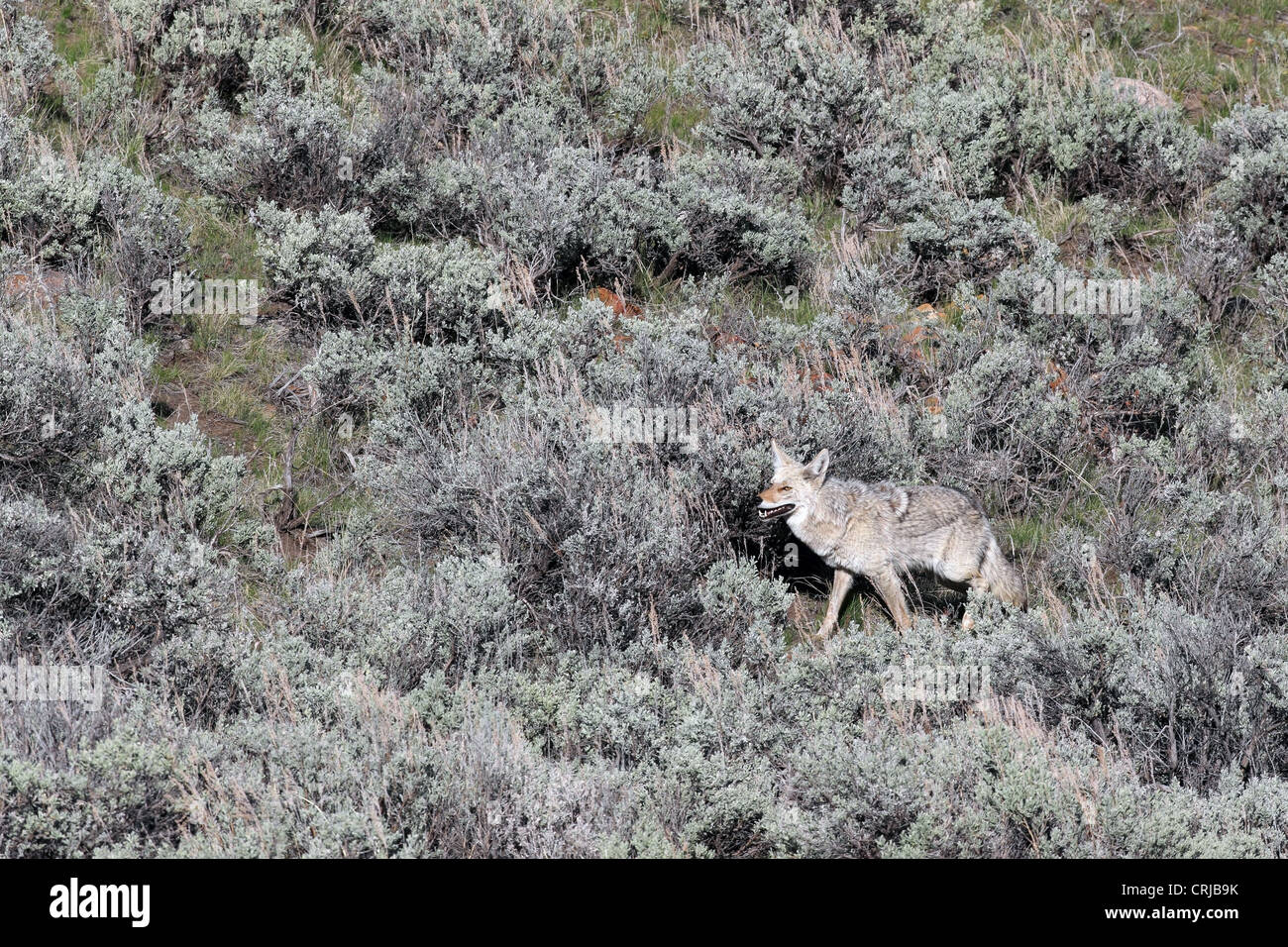 A coyote (Canis latrans) travels through sage brush in the Lamar Valley of Yellowstone National Park, Wyoming, USA Stock Photo