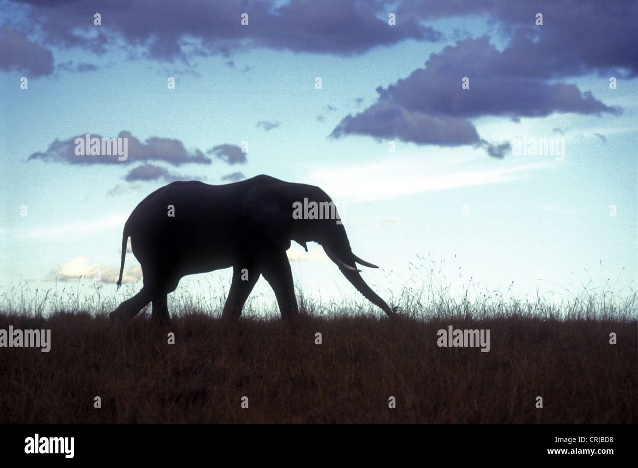 African elephant silhouetted against a late evening sky Masai Mara National Reserve Kenya East Africa Stock Photo