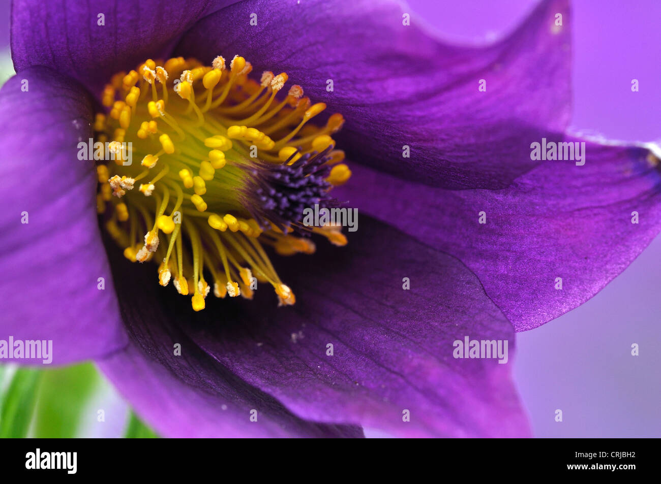 A purple pulsatilla anemone perennial garden flower UK Stock Photo