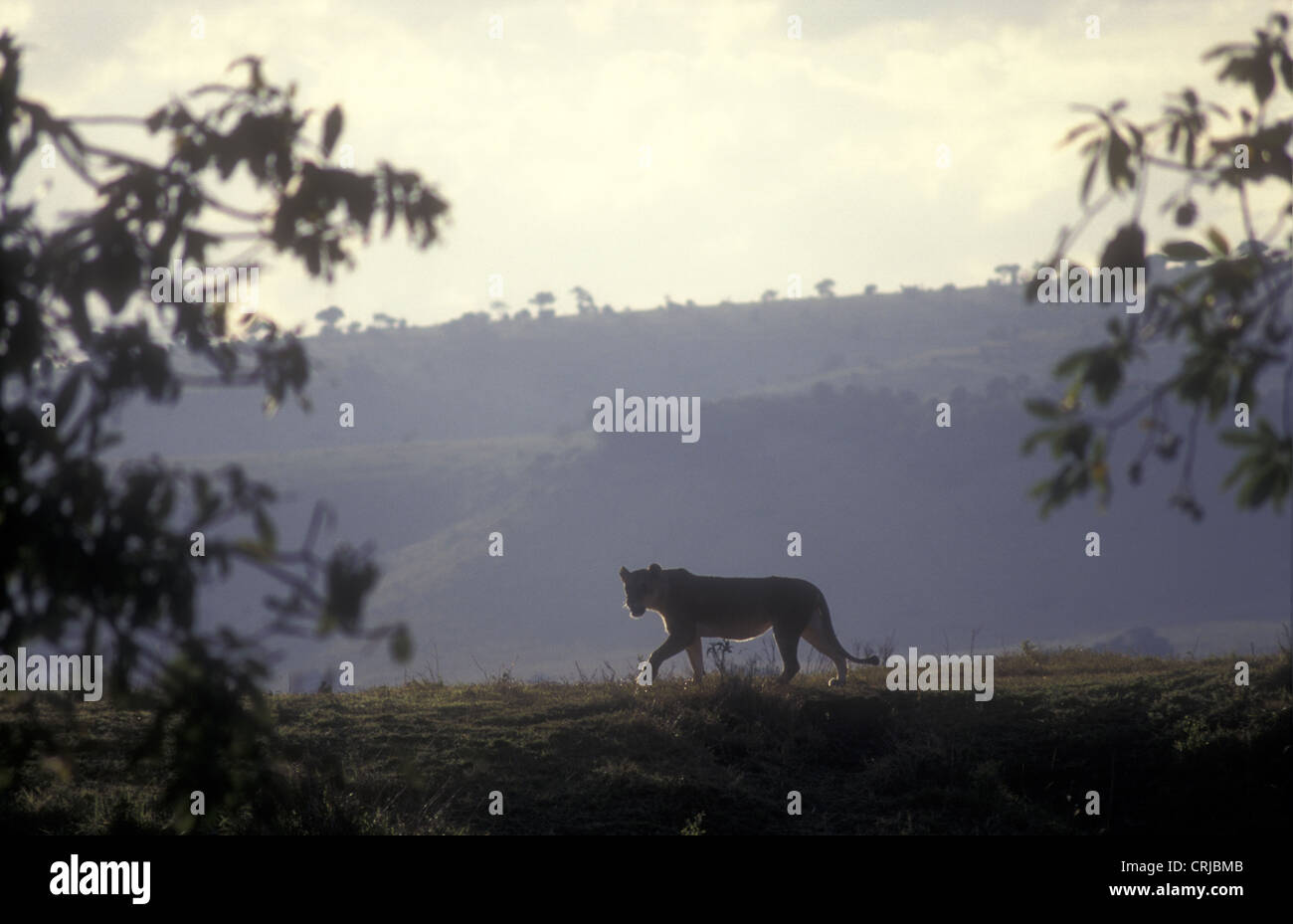 Lioness with rim lighting silhouetted against dark hillside in evening light Masai Mara National Reserve Kenya Africa Stock Photo