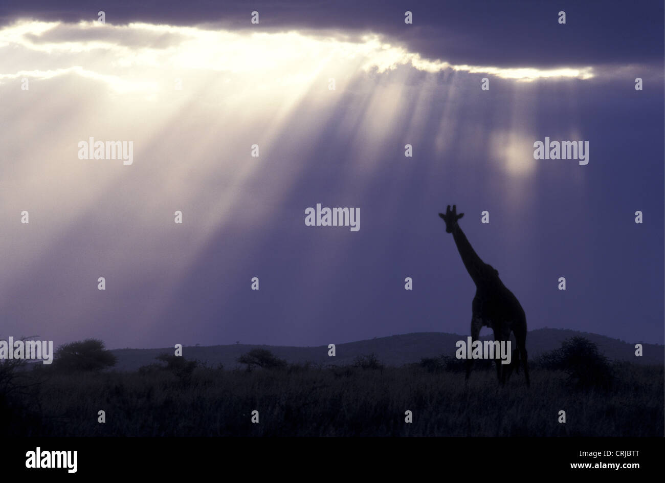 Reticulated Giraffe silhouetted against late evening sky with dramatice rays of light shining through clouds Samburu Kenya Stock Photo