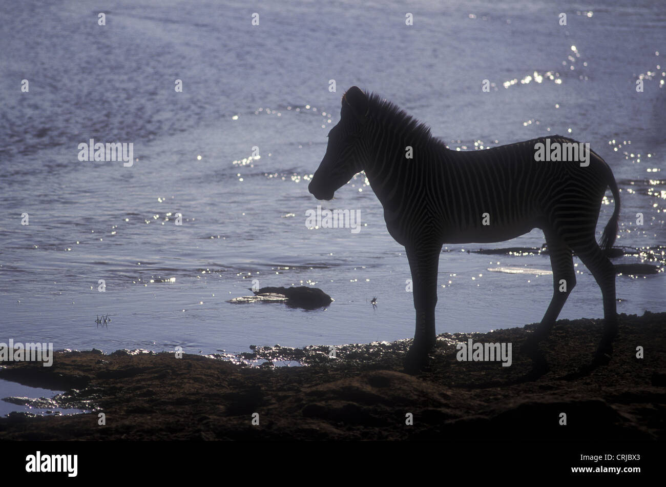 Grevy’s Zebra silhouetted against sparkling water of Uaso Nyiro River Samburu National Reserve Kenya Stock Photo