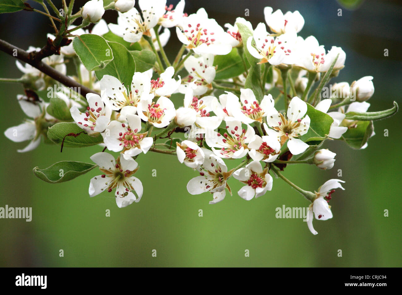 Pear Blossom (Pyrus) Stock Photo