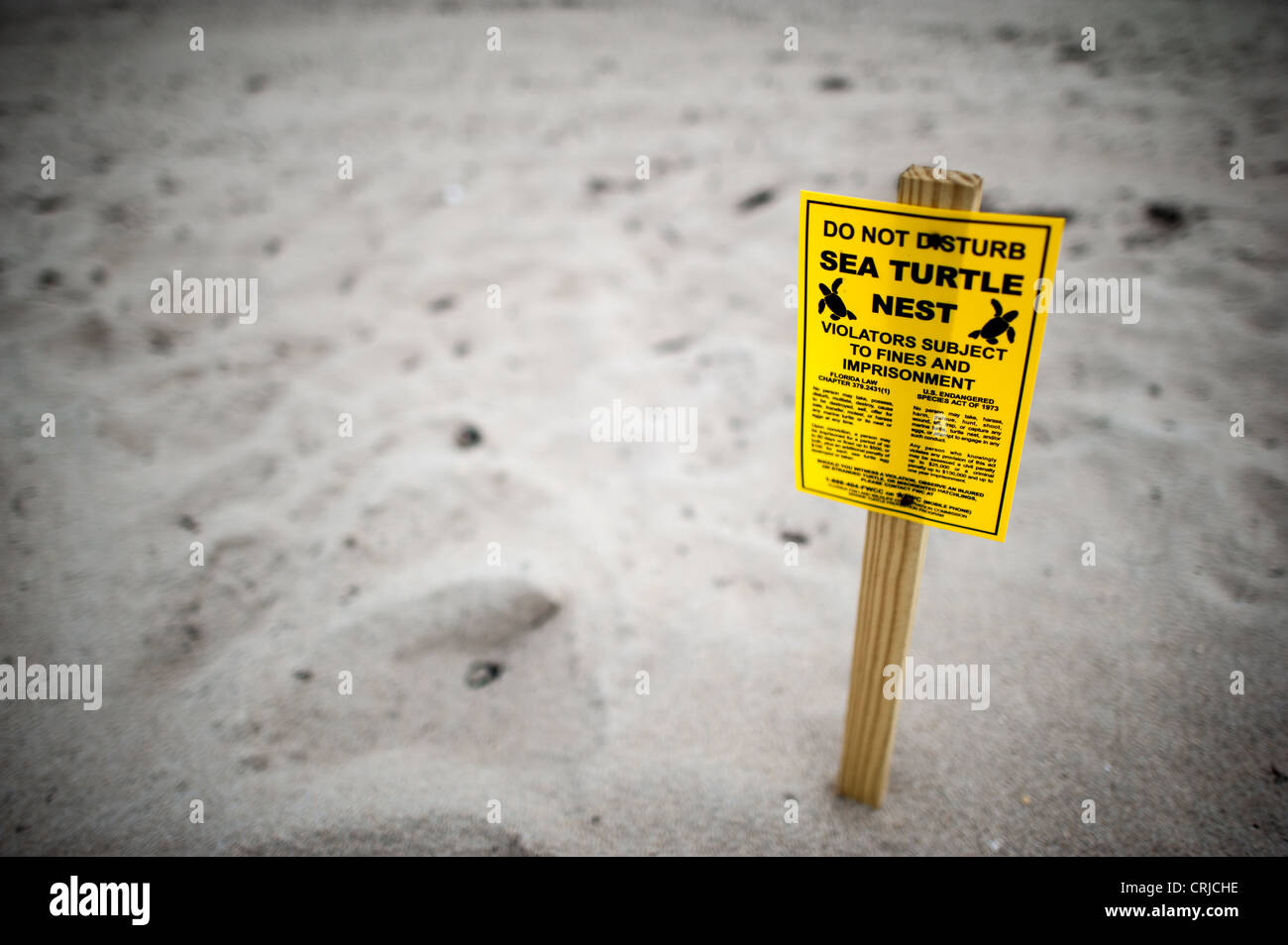 Turtle nesting warning signs in the sand at the beach at Delray Beach on Florida's eastern coastline. Violators who disturb the nest are subject to fines and imprisonment. Stock Photo