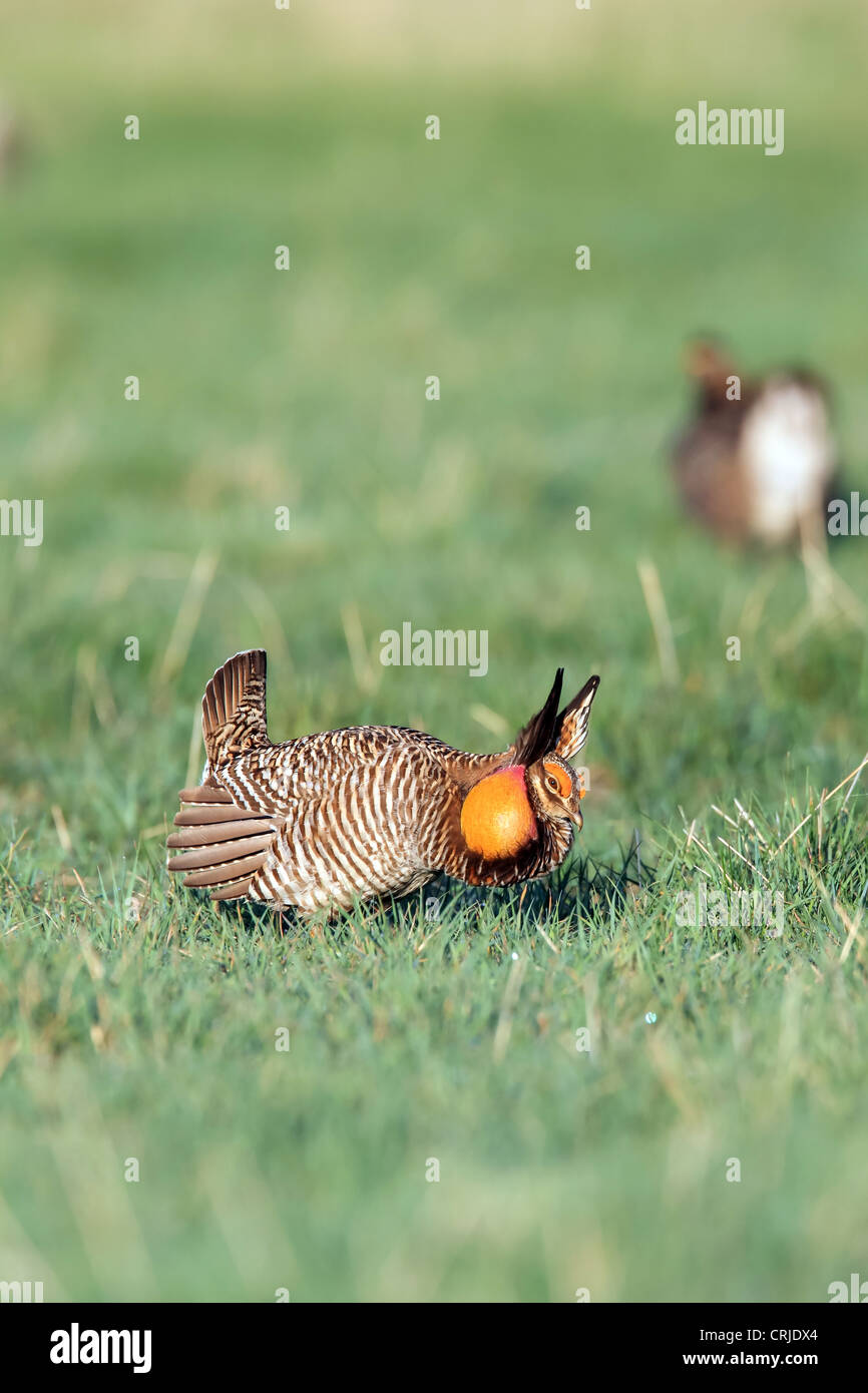 A male Greater Prairie chicken (Tympanuchus cupido) performs it's mating dance, known as booming, in South Dakota, USA Stock Photo