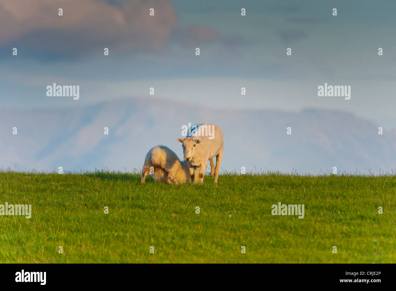 Sheep at Dulas Anglesey North Wales Uk Stock Photo - Alamy
