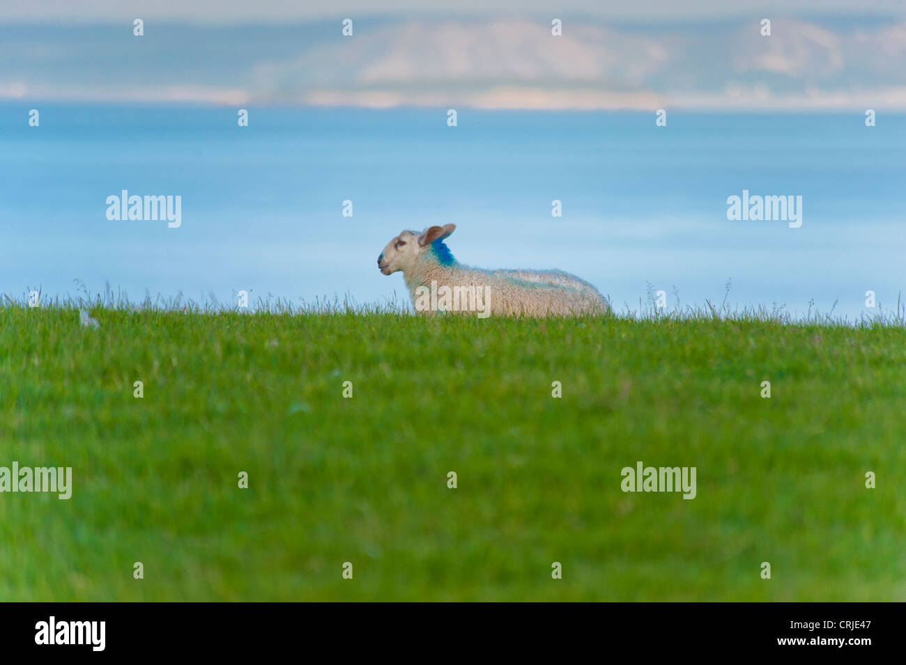 Sheep at Dulas Anglesey North Wales Uk Stock Photo - Alamy