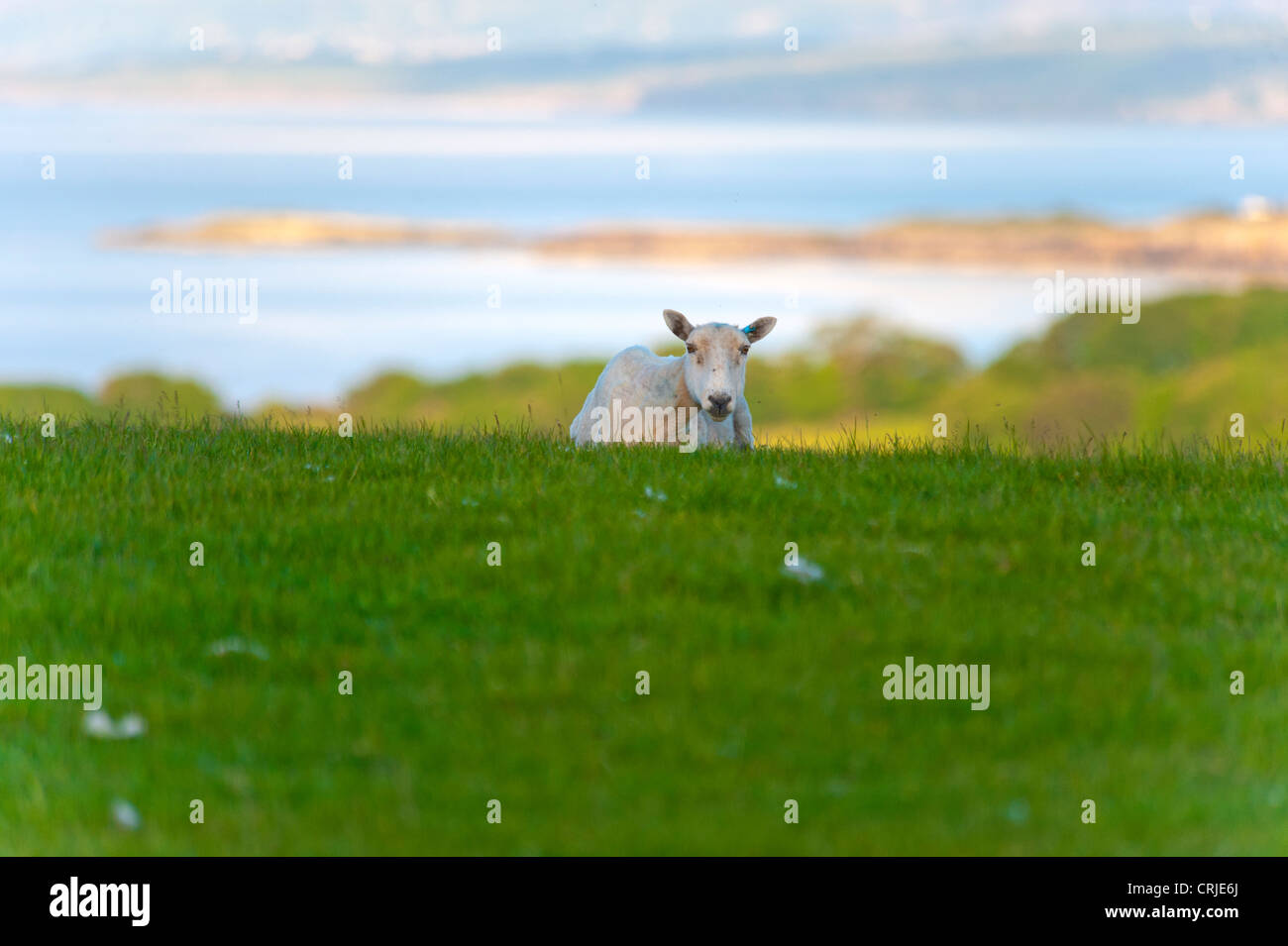 Sheep at Dulas Anglesey North Wales Uk Stock Photo - Alamy
