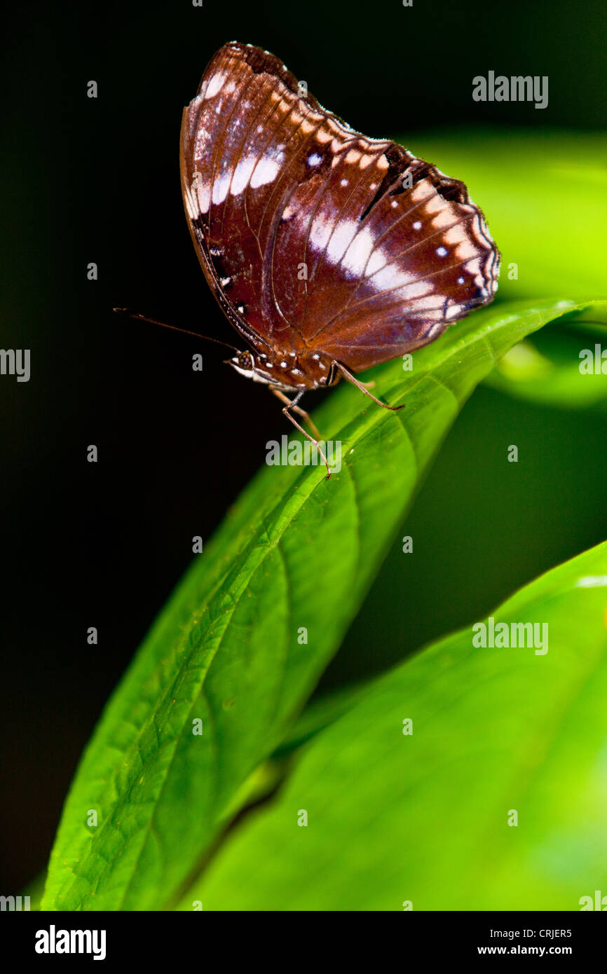 Butterfly (  Lepidoptera ) feeding on a flowering shrub Stock Photo