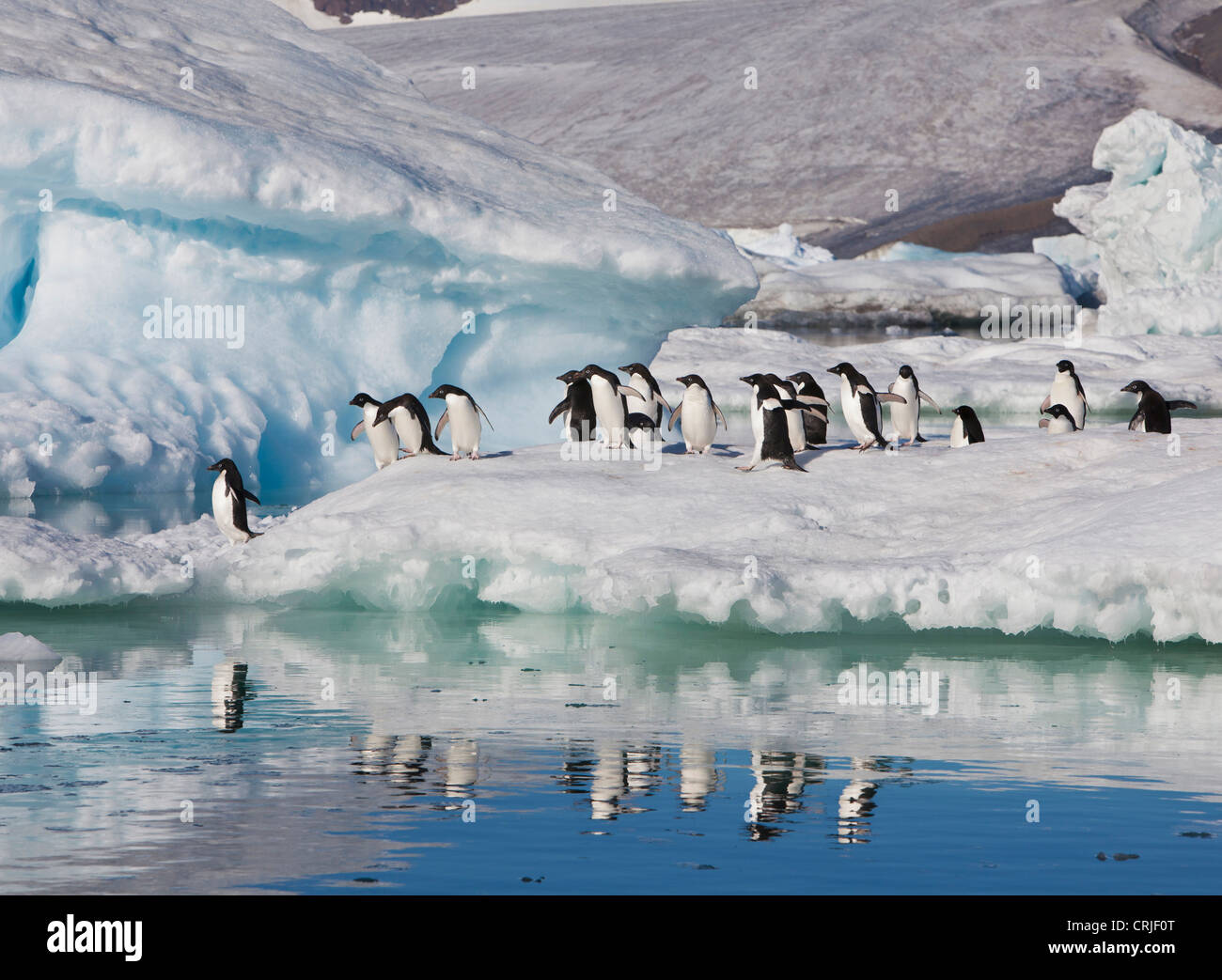 Adelie penguins run along the edge of an iceberg and jump into the sea on Devil Island in the Weddell Sea Stock Photo