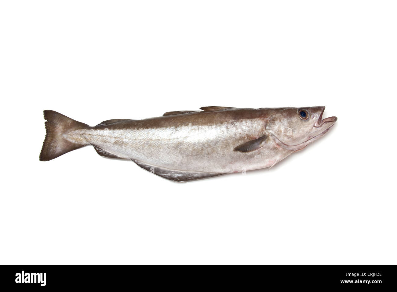 Whole fresh Pollock (Pollachius pollachius) fish 2.6kg or 5lb 7oz
