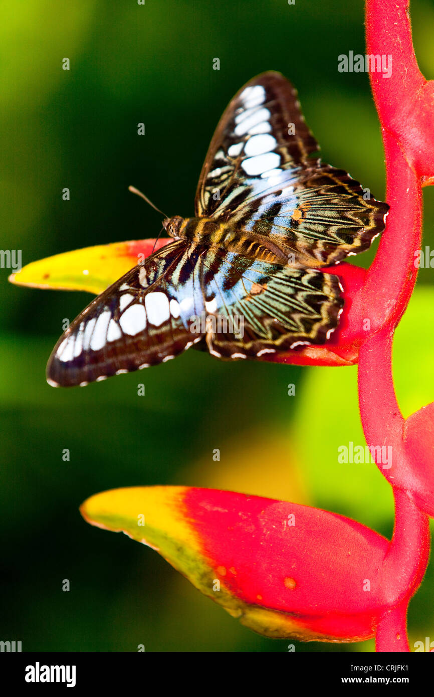 Butterfly (  Lepidoptera ) feeding on a flowering shrub Stock Photo