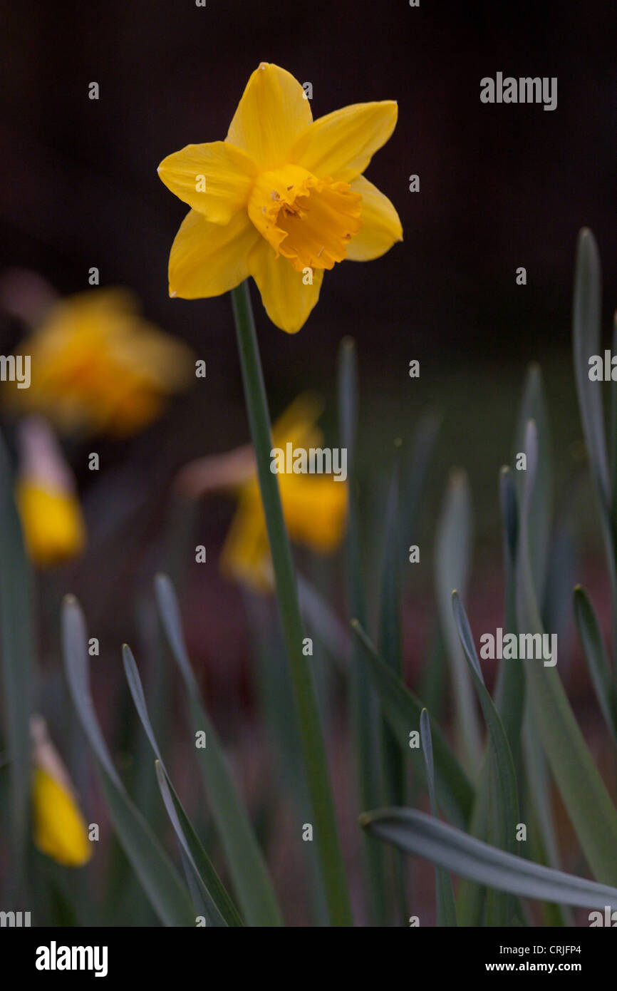 First Daffodil of the spring Stock Photo Alamy