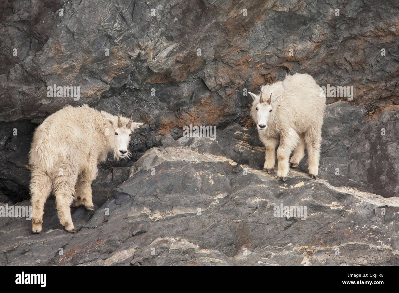 A pair of rocky mountain goats come down to the high tide line of Prince William Sound on the Kenai Peninsula to forage for food Stock Photo