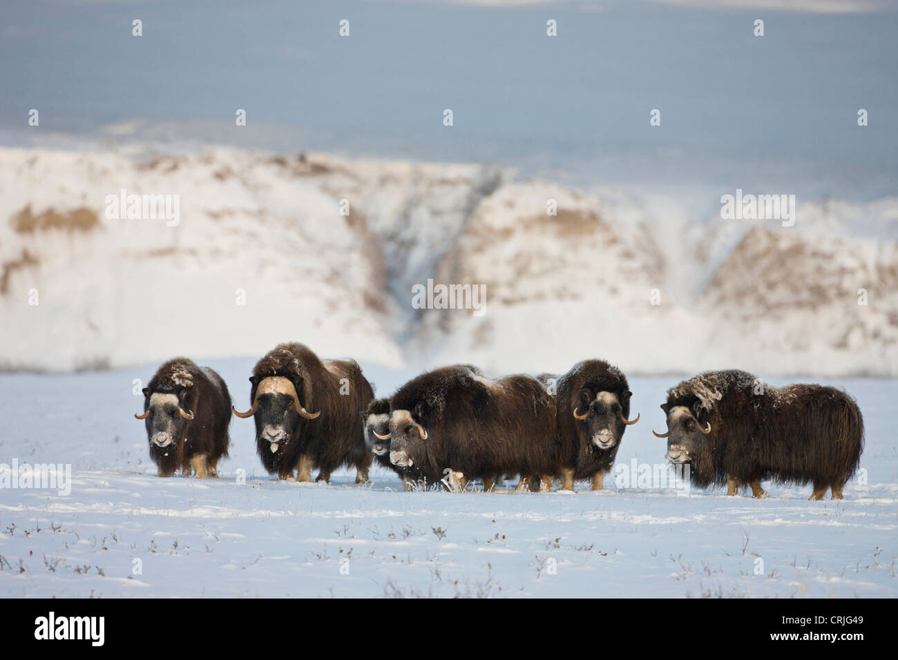 USA, Alaska, Arctic National Wildlife Refuge. Roaming herd of muskoxen. Stock Photo