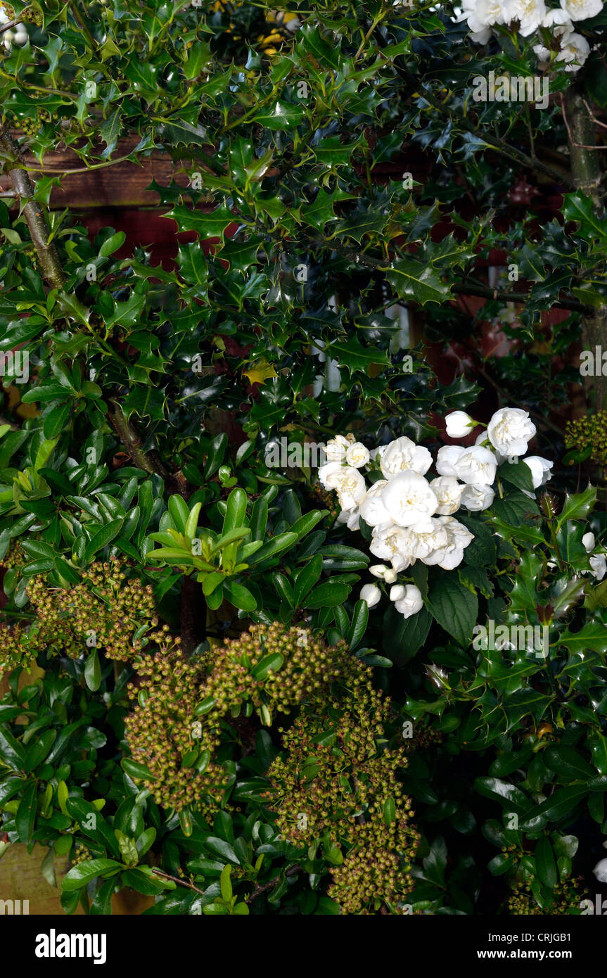 Future Plants By Randy Stewart Philadelphus Mock Orange