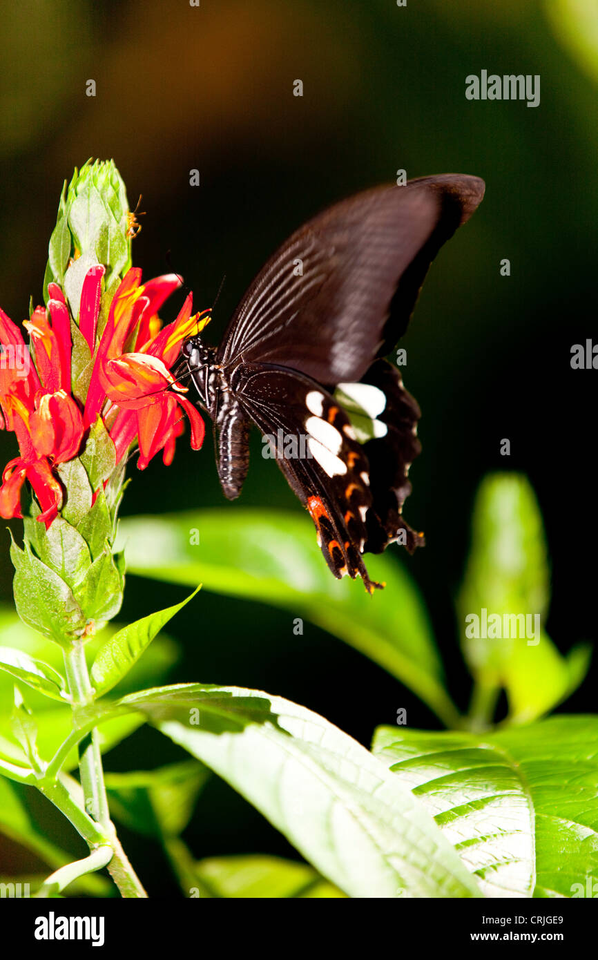 Butterfly (  Lepidoptera ) feeding on a flowering shrub Stock Photo