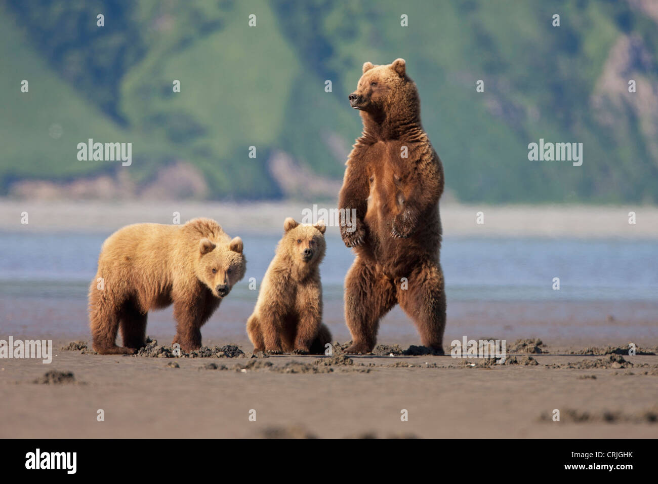 A brown bear mother and cubs walks across mudflats in Kaguyak Bay ...