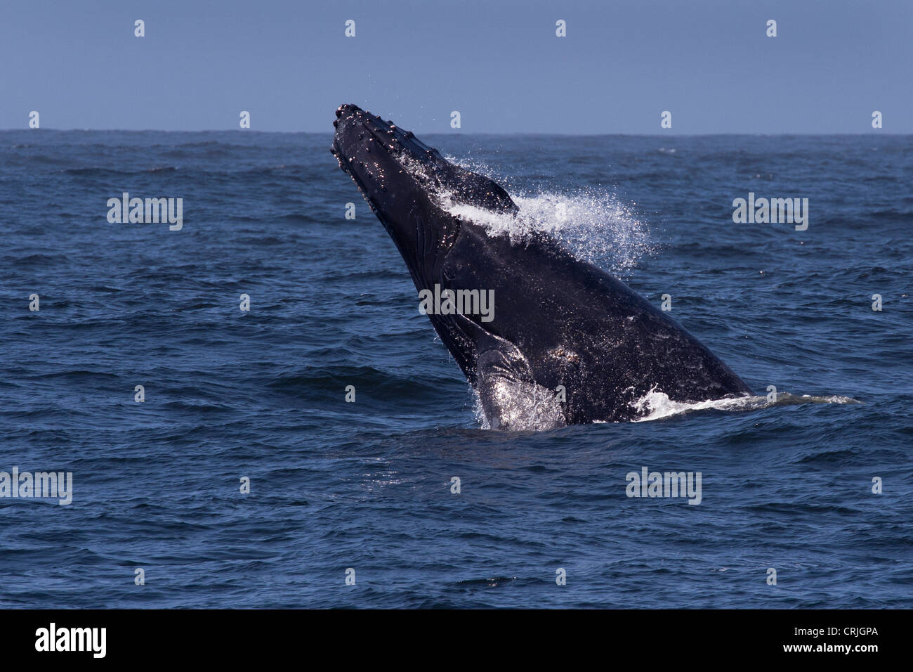 Humpback Whale (Megaptera novaeangliae) breaching. Monterey, California, Pacific Ocean. Stock Photo