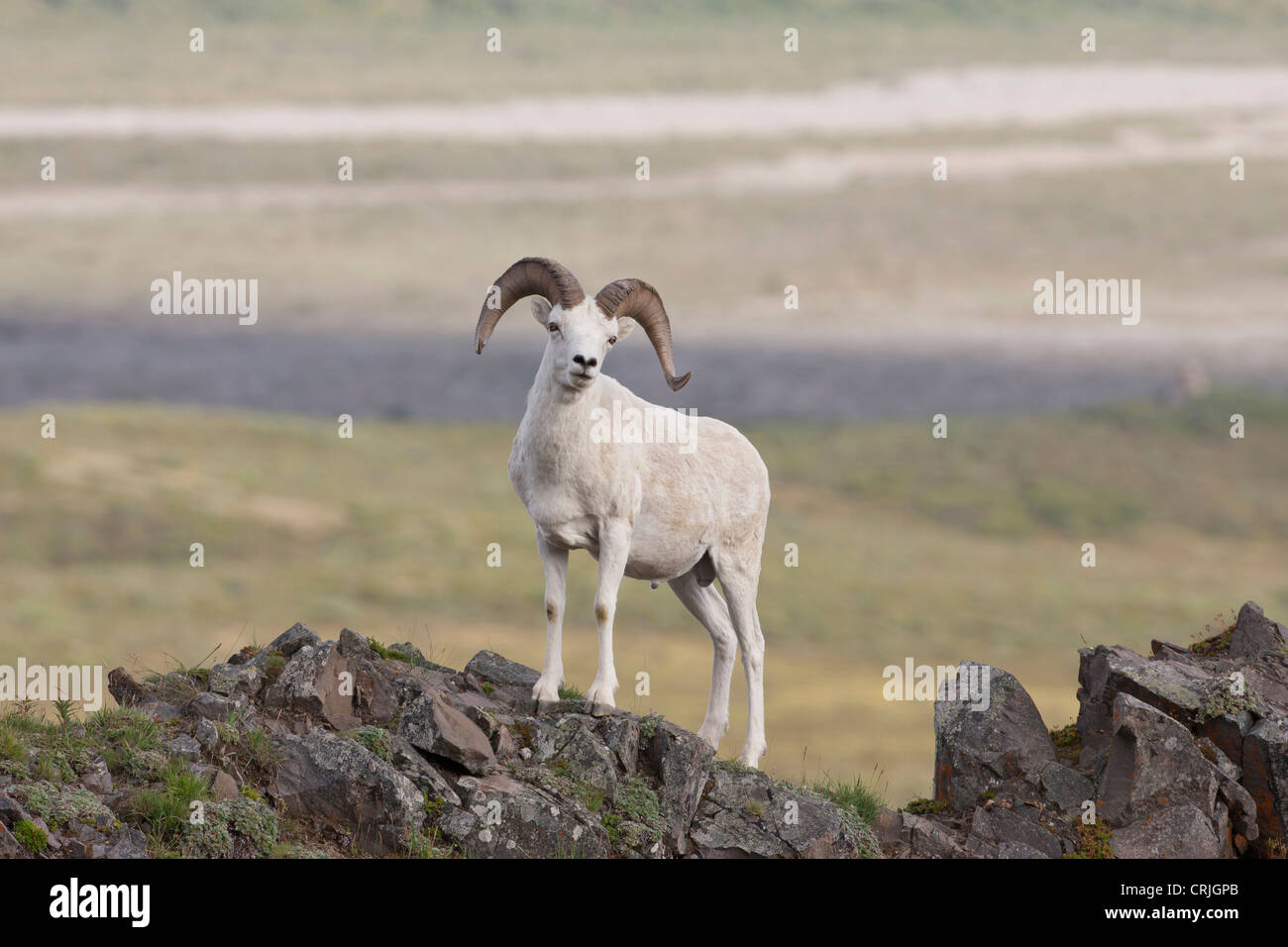 A Dall sheep ram poses on Marmot Rock in Polychrome Pass along the Denali Park Road, Alaska Stock Photo
