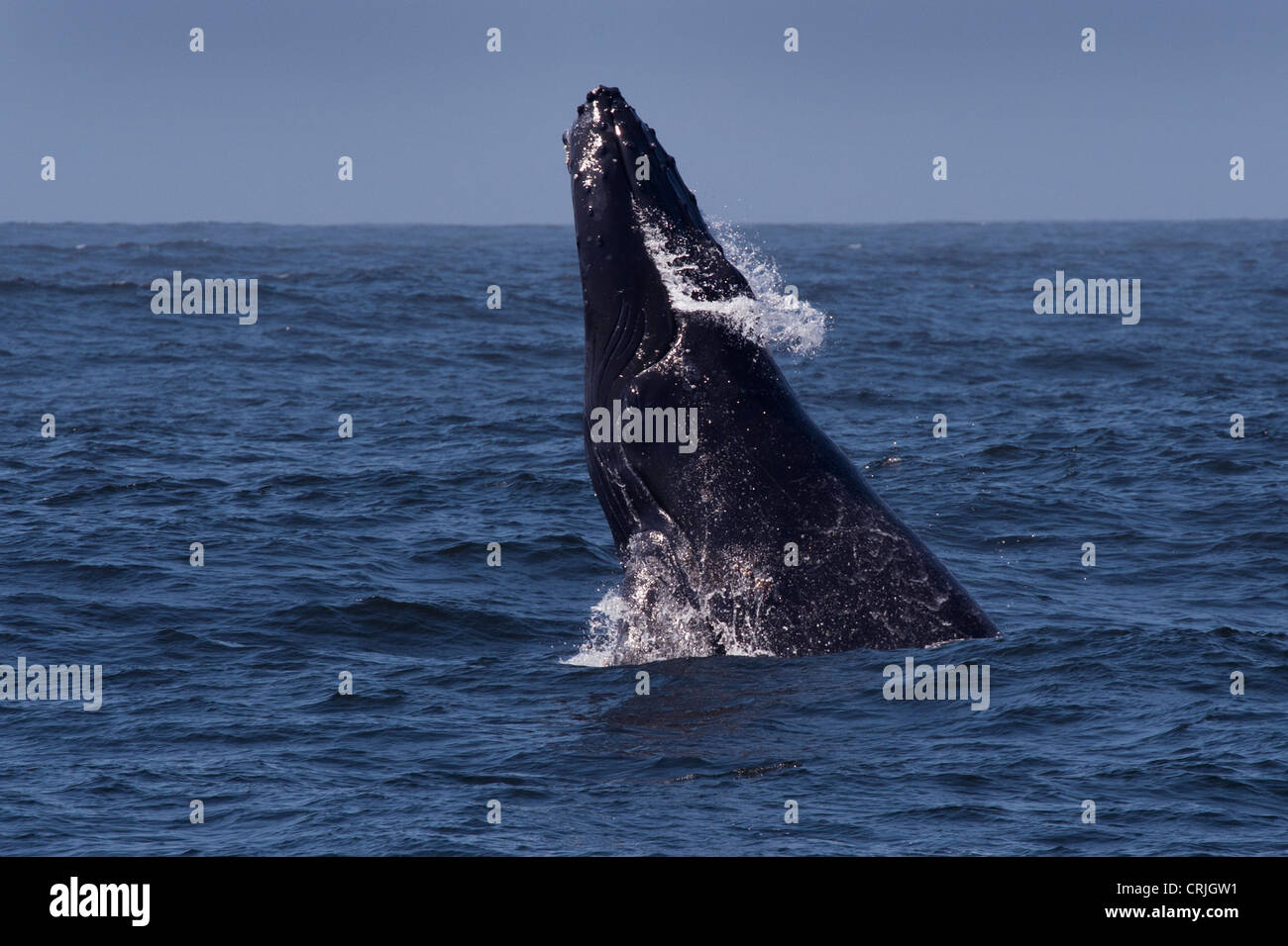 Humpback Whale (Megaptera novaeangliae) breaching. Monterey, California, Pacific Ocean. Stock Photo