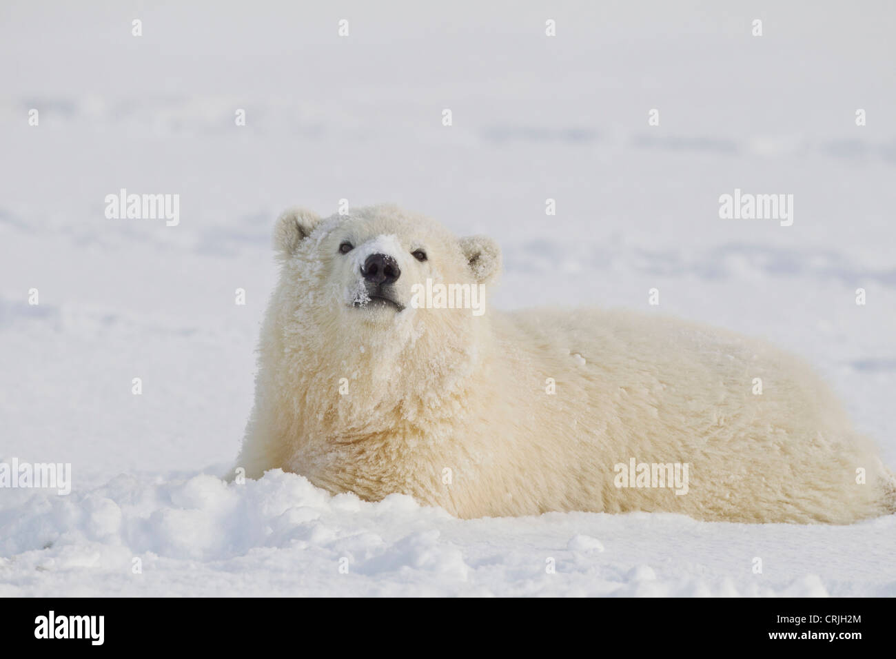 A young polar bear rolls in the snow on the Beaufort Sea coastline, in ANWR, Northern Alaska. Stock Photo