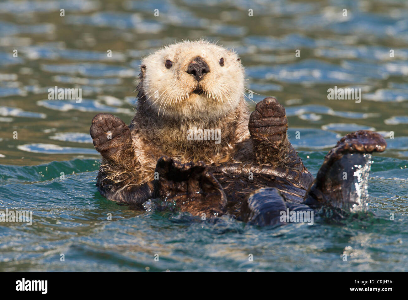Hinchinbrook Island, Prince William Sound, Alaska, a female sea otter lounges in the protected waters of Port Etches Stock Photo